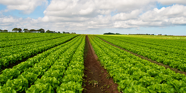 Producing Attention, Industry Today