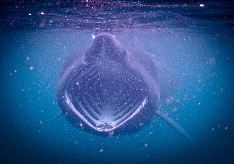 Basking Shark Feeding On Plankton During The Bloom In The Scottish Waters Off The Isle Of Coll Basking Shark, Industry Today