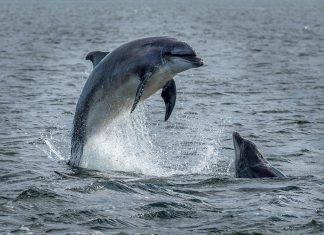 Wild Bottlenose dolphins jumping out of The Moray Firth near Inverness in Scotland.