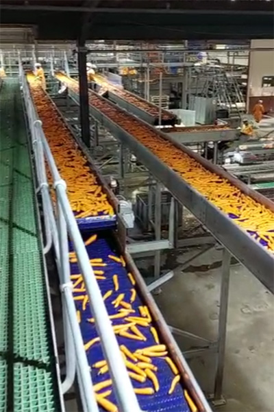 Carrot Sorter, Industry Today