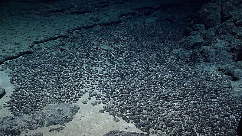 A field of polymetallic nodules in the deep sea next to Hawai'i. Credit: NOAA Office of Ocean Exploration and Research, 2015 Hohonu Moana