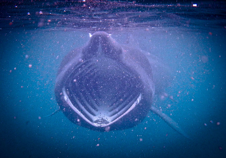 Basking Shark feeding on plankton during the bloom in the Scottish waters off the Isle of Coll.