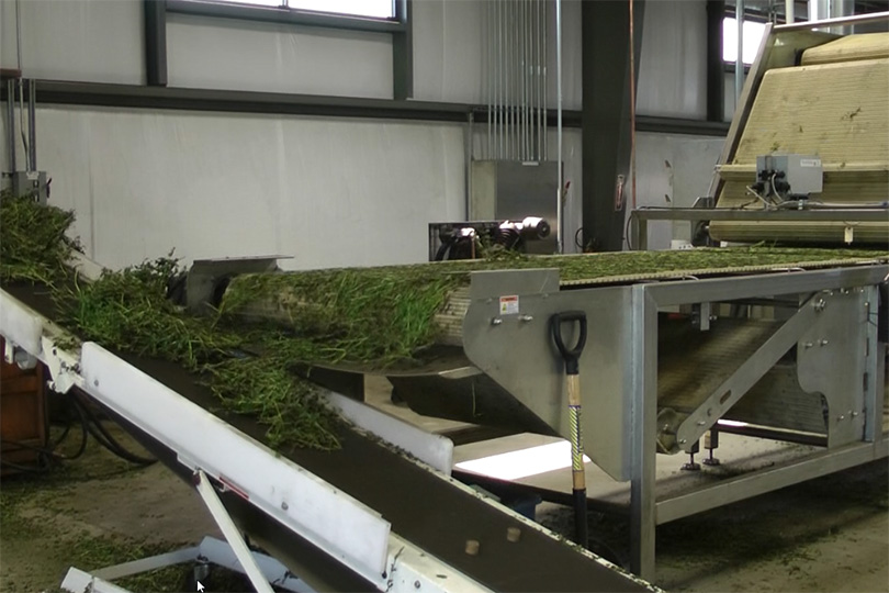 Continuous feed microwave drying of fresh herb.
