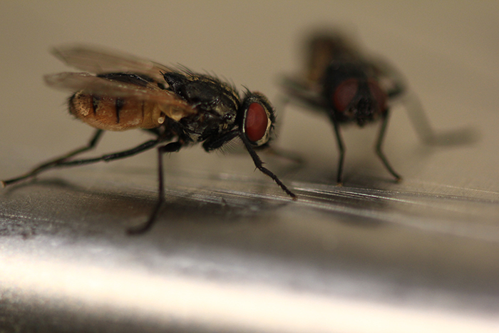 breeding season pest prevention